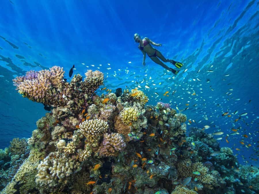Discover Scuba Diving in Dubai - Price and Value: Is $95 Worth It for a First Scuba Session