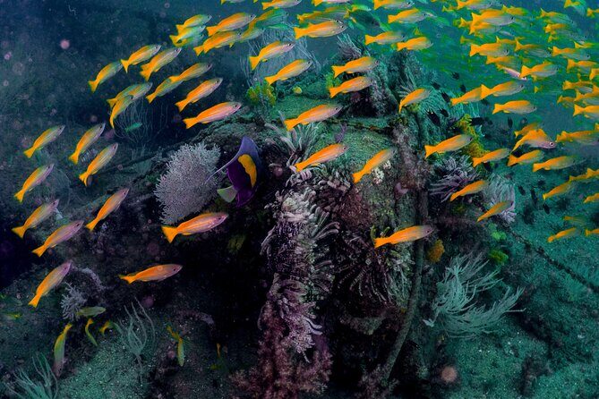 Dive trip to the coral reefs of Fujairah for certified scuba divers - Fujairah’s East Coast: the reef day that makes sense for the UAE