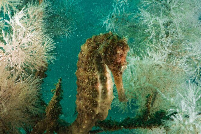 Dive trip to the coral reefs of Fujairah for certified scuba divers - How long it lasts and where the day actually goes
