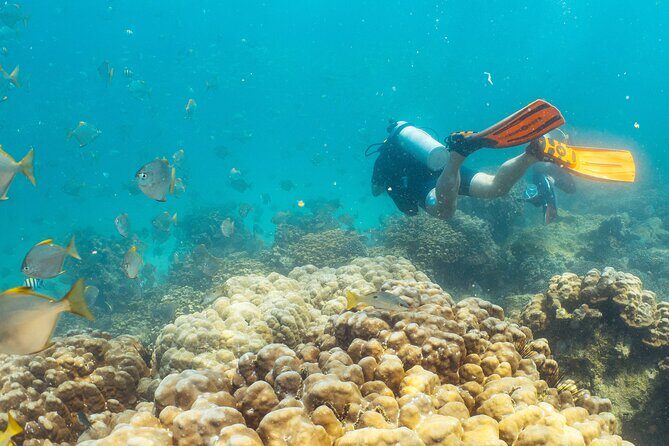 Dive trip to the coral reefs of Fujairah for certified scuba divers - Price and value: what $205.14 buys you (and what it doesn’t)