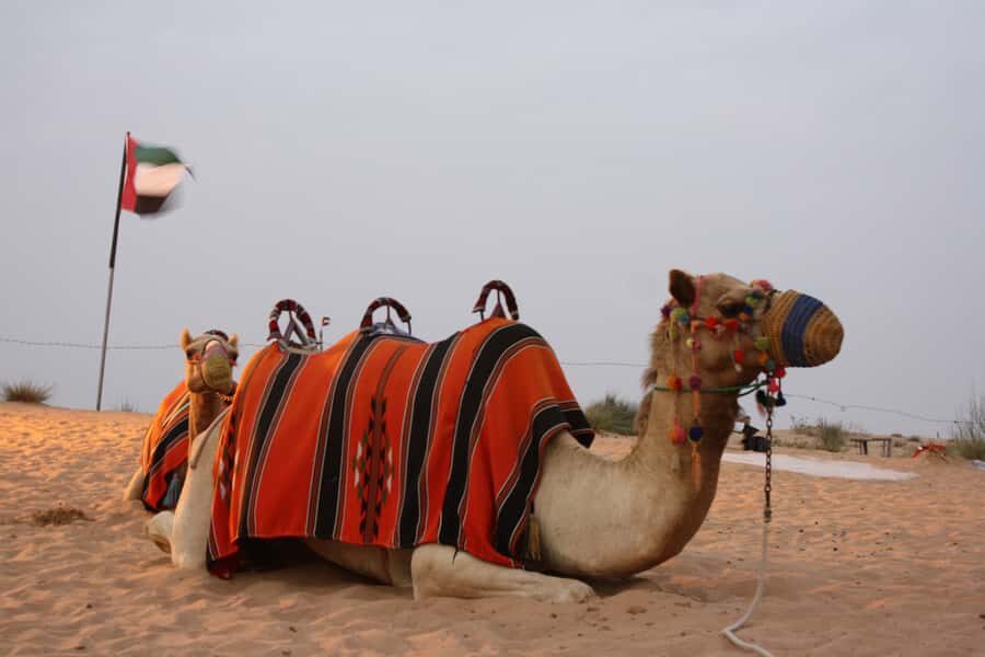Dubai 4WD Evening Desert Safari - What You’ll Really Experience in the Desert (Not Just the Checklist)