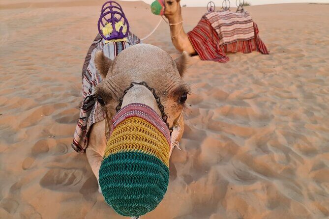 Dubai: 60Minute Self-Drive ATV Quadbike, Camel Ride, Sand Surfing - Camel Ride + Sand Surfing: The Part That Slows You Down