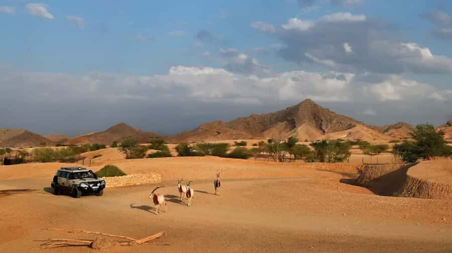 Dubai: Al Ain Garden City with Conservation Zoo - Who this tour is best for