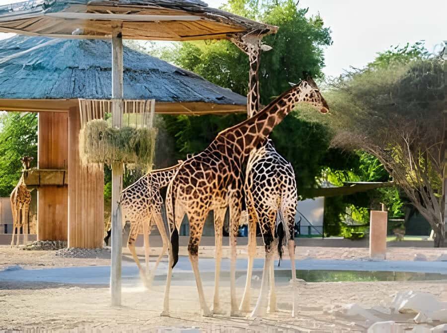 Dubai: Al Ain Garden City with Conservation Zoo - Should you book this Dubai to Al Ain day trip?