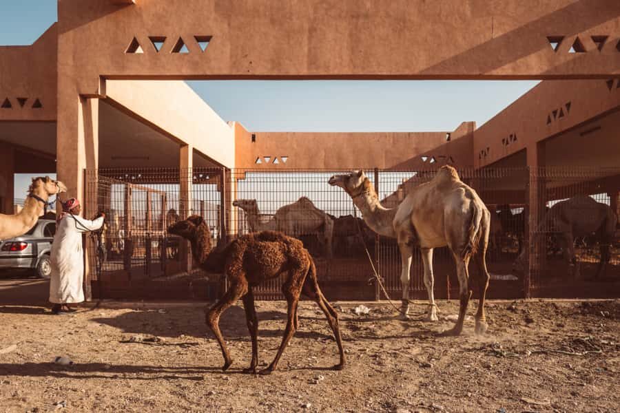 Dubai: Al Ain Oasis, Camel Market, Old Museum & Jebel Hafeet - Dubai-to-Al Ain Without the Headache: Transfers, Timing, and Comfort
