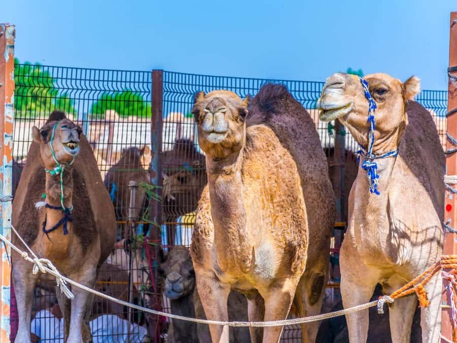 Dubai: Al Ain Oasis, Camel Market, Old Museum & Jebel Hafeet - Practical Tips: What to Bring, and What to Skip