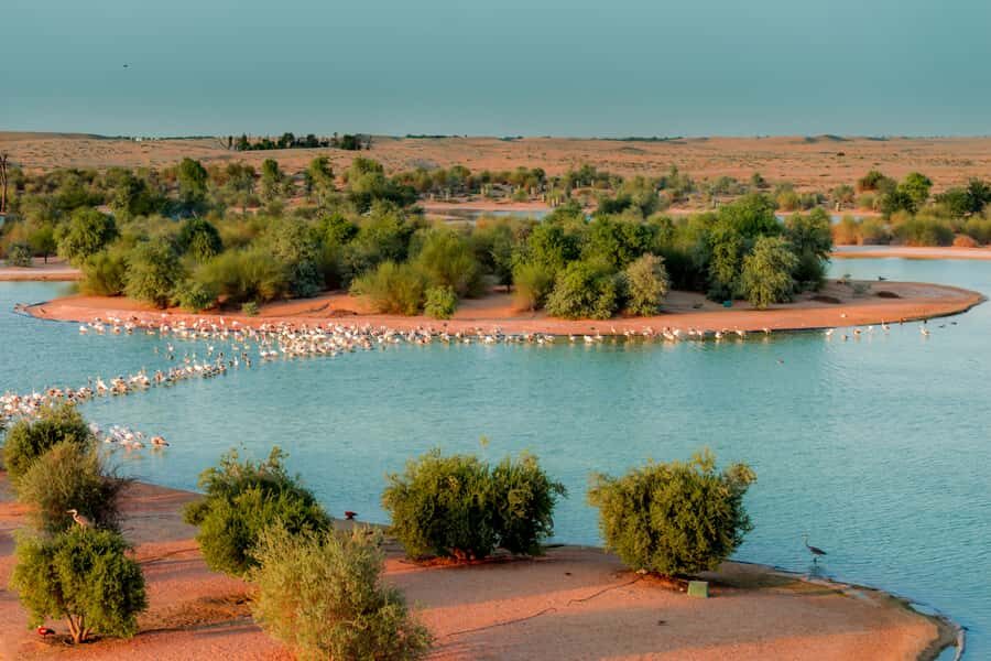 Dubai: Al Marmoom and Al Qudra Lakes Guided Tour with Dinner - Al Qudra Lakes and the Bird Reserve: watching nature in open desert