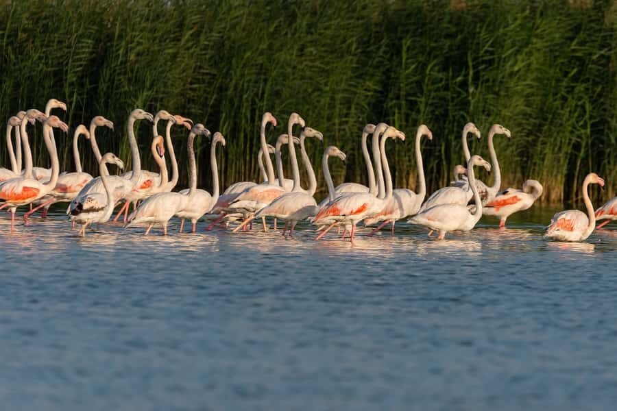Dubai: Al Marmoom and Al Qudra Lakes Guided Tour with Dinner - Dinner and camp evening: social fun with a planned flow