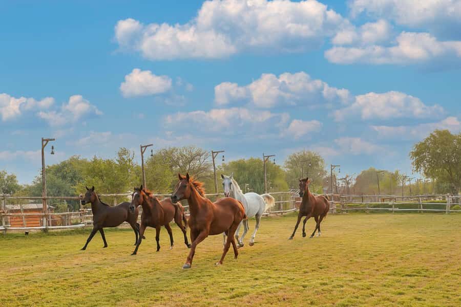Dubai: Al Marmoom Oasis Horse Riding Experience with Snack - Key highlights worth your time