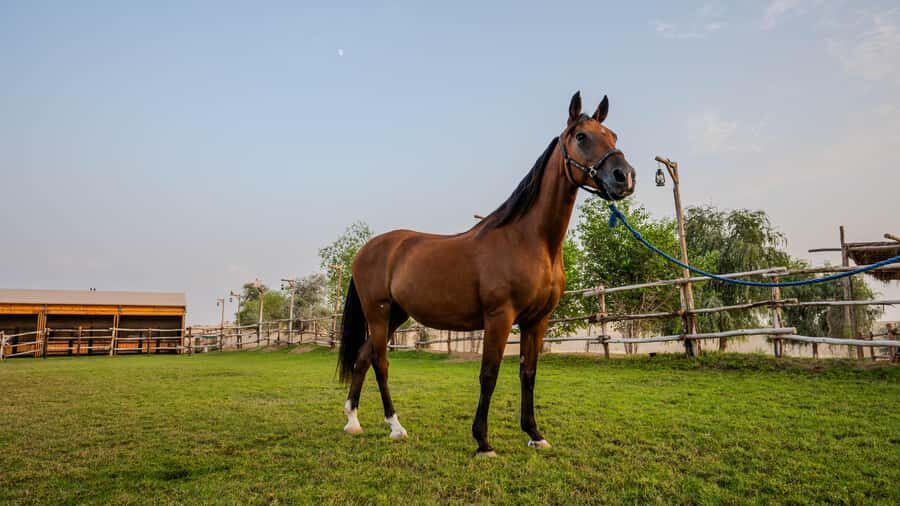 Dubai: Al Marmoom Oasis Horse Riding Experience with Snack - Al Salah Studs and Al Marmoom Oasis: why this feels different