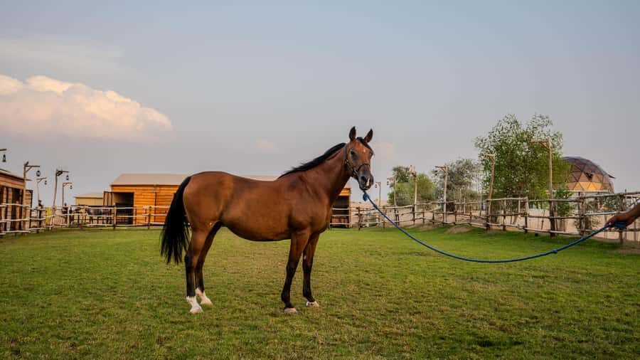 Dubai: Al Marmoom Oasis Horse Riding Experience with Snack - Safety and the dress code: don’t wing this
