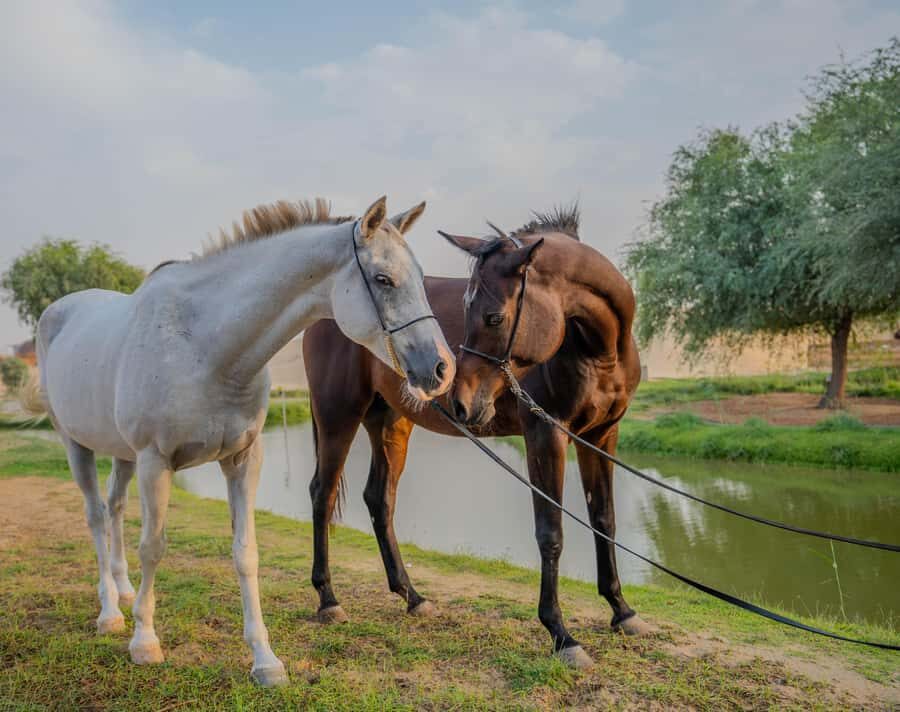 Dubai: Al Marmoom Oasis Horse Riding Experience with Snack - Who this works for (and who might rethink it)