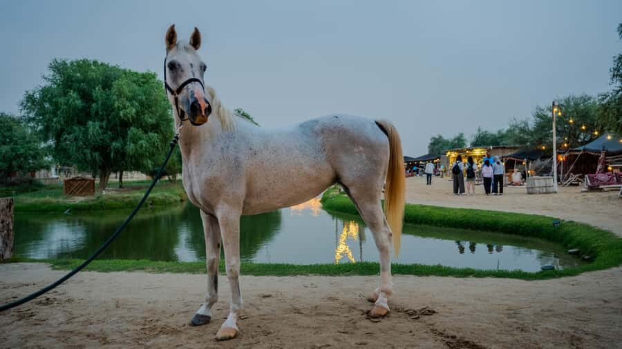 Dubai: Al Marmoom Oasis Horse Riding Experience with Snack - A booking checklist that saves you time at Al Marmoom
