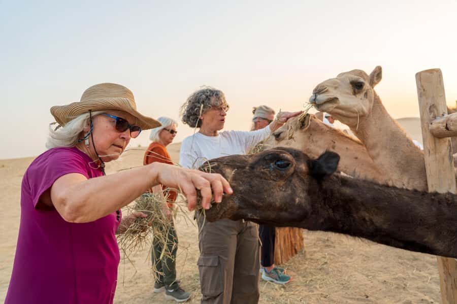 Dubai: Al Marmoom Oasis Safari, Animal Spotting & Breakfast - Camel caravan: 10 to 12 minutes of desert riding