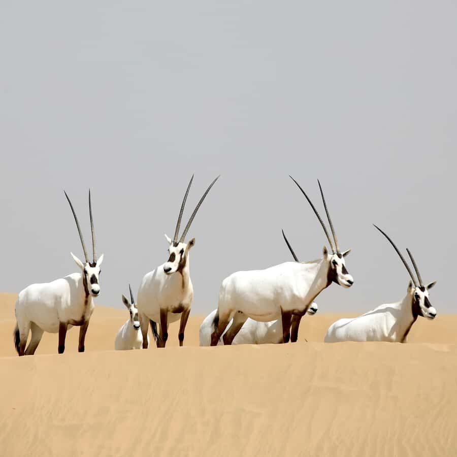 Dubai: Al Marmoom Oasis Safari, Animal Spotting & Breakfast - Price and value: is $134 a good deal for this desert combo?