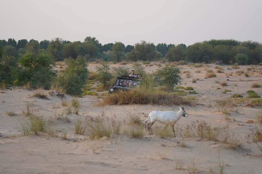 Dubai: Al Marmoom Oasis Safari, Animal Spotting & Breakfast - Who should book this safari, and who should pass