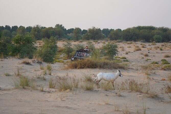 Dubai: Al Marmoom Oasis Vintage Safari: Camels, Stargazing & Meal - The 6-course Bedouin dinner: more than food, but check your appetite
