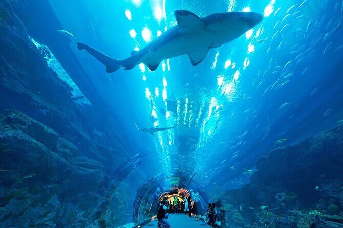 Dubai Aquarium and Underwater Zoo - Finding Dubai Aquarium fast inside Dubai Mall