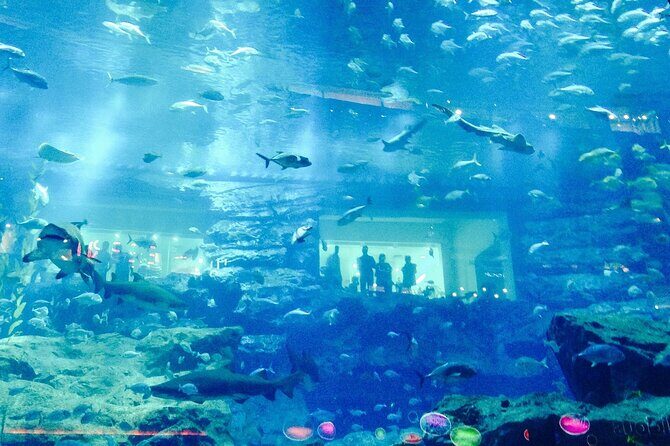 Dubai Aquarium and Underwater Zoo - Seeing 1300+ species without getting lost in information