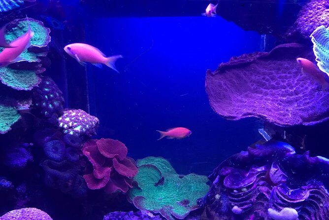 Dubai Aquarium and Underwater Zoo Admission Ticket with Options - Optional Water Activities: Plan Them Only If You Want More Than Viewing
