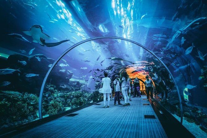 Dubai Aquarium and Underwater Zoo Admission Ticket with Options - Price Value: What $50 Really Buys (And What It Doesn’t)