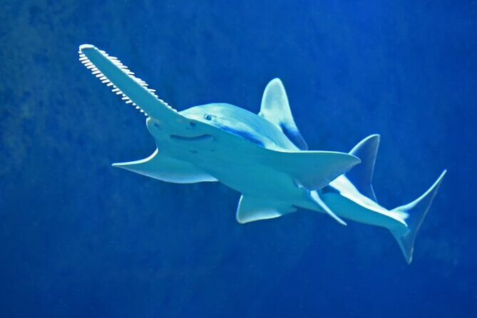 Dubai Aquarium And Underwater Zoo Tickets At Dubai Mall - A 10-Million-Liter Aquarium Inside Dubai Mall