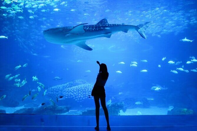 Dubai Aquarium And Underwater Zoo Tickets At Dubai Mall - What you’ll see: sharks, rays, and 300+ species