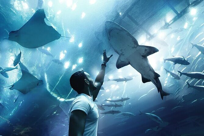 Dubai Aquarium And Underwater Zoo Tickets At Dubai Mall - Simple tips to get more from your visit