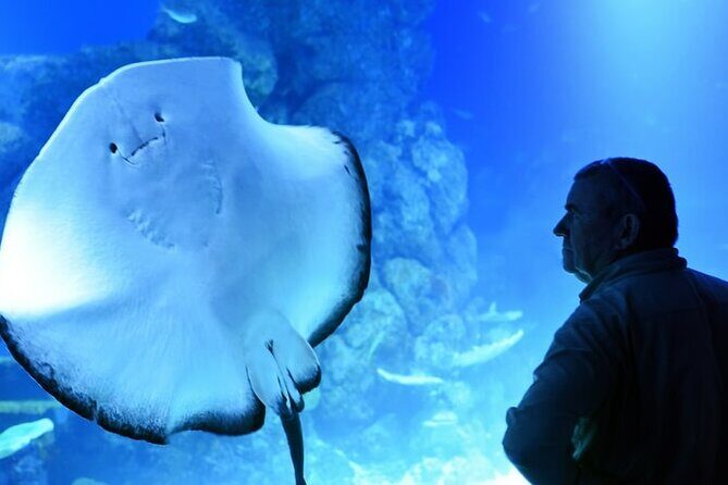 Dubai Aquarium And Underwater Zoo Tickets At Dubai Mall - Tickets, timing, and how long you really need