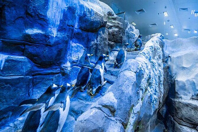 Dubai Aquarium and Underwater Zoo with Penguin Cove Tickets. - Penguin Cove upgrade: when it’s worth paying extra