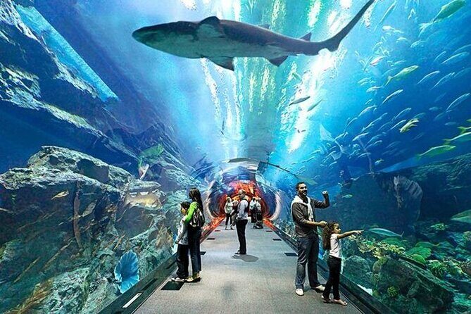 Dubai Aquarium and Underwater Zoo with Penguin Cove Tickets. - On-site tips: tickets, timing, and the little things