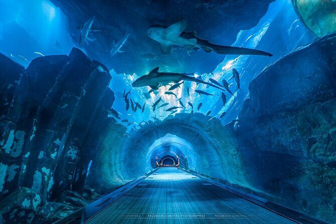 Dubai Aquarium and Underwater Zoo with Penguin Cove Tickets. - Should you book this Dubai Aquarium and Underwater Zoo ticket?