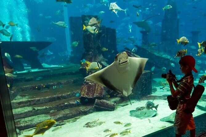 Dubai Aquarium and Underwater Zoo with Penguin Cove Tickets. - Underwater Zoo on Level Two: three zones, lots of variety