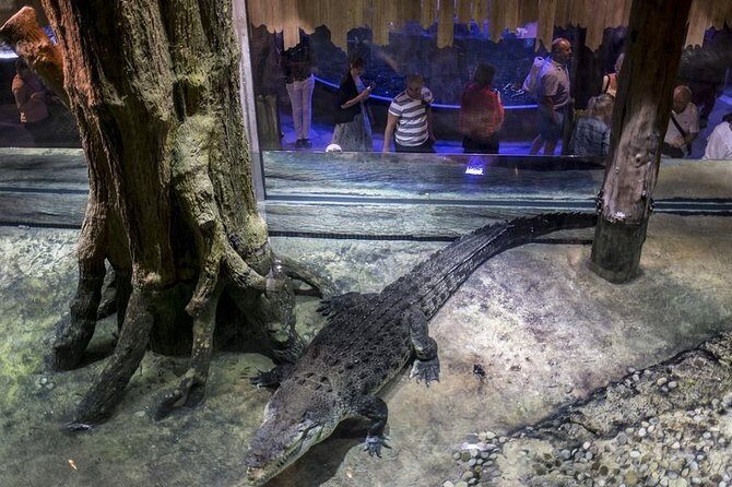 Dubai Aquarium + Penguin Cove Tickets with Transfers - Dubai Aquarium Tunnel: what to expect and how to avoid the biggest letdown