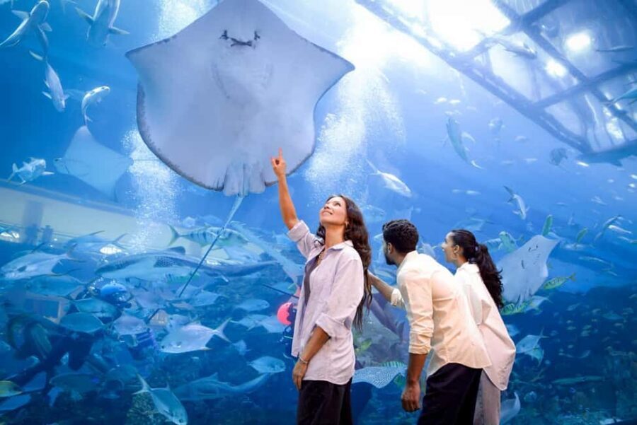 Dubai Aquarium + Sky Views Observatory Tickets - Dubai Aquarium Tunnel & Underwater Zoo: What You Actually See