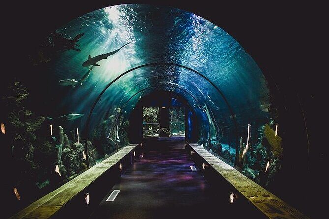 Dubai Aquarium underater zoo penguin cove with optional transport - Price and value: is $89 a fair deal?
