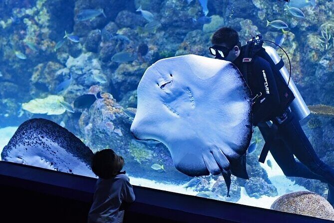 Dubai Aquarium underater zoo penguin cove with optional transport - Who this tour suits best (and who might want a different plan)