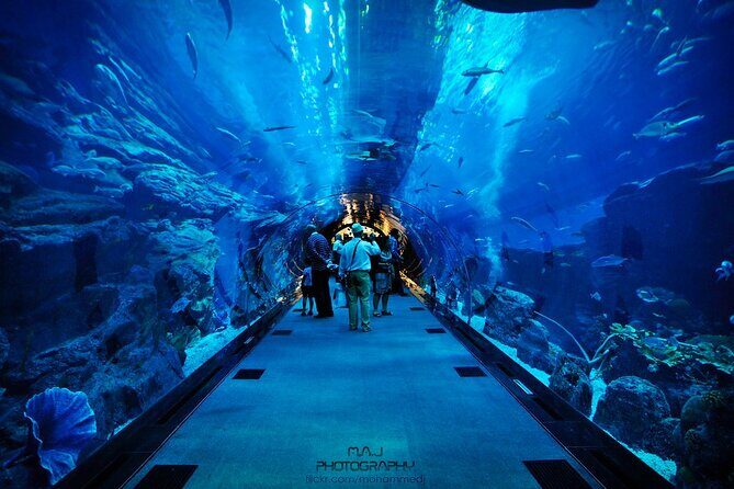Dubai Aquarium & Underwater Zoo with Penguin Cove - The Glass-Bottom Boat Ride: Seeing Fish From Below