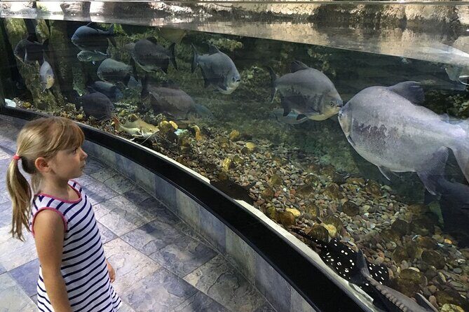 Dubai Aquarium UnderwaterZoo and Penguin cove Admission Ticket - Penguin Cove: going face-to-feather with live Gentoo penguins
