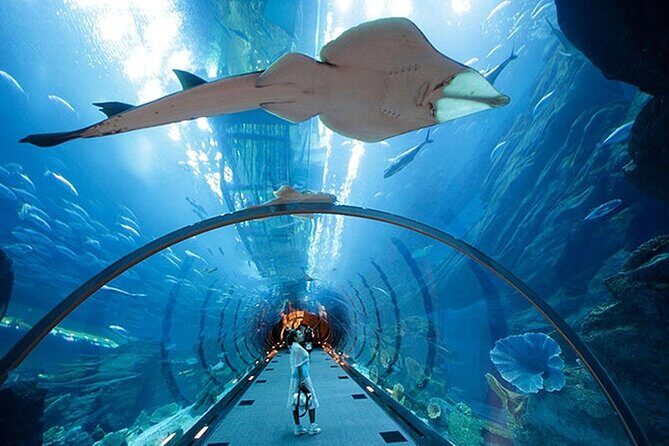 Dubai Aquarium UnderwaterZoo and Penguin cove Admission Ticket - How long it really takes (and how to pace it)
