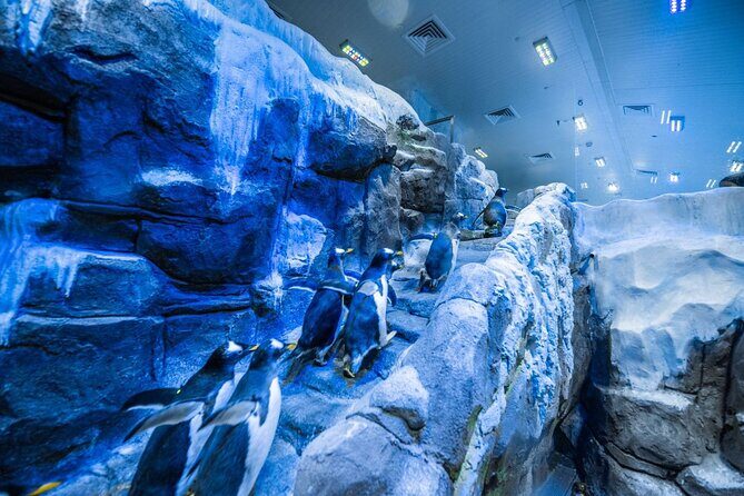 Dubai Aquarium with Various Animal Encounter and Access Options - Choosing your ticket option: Regular Pass vs encounter upgrades