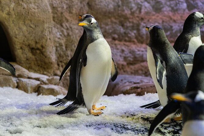 Dubai Aquarium with Various Animal Encounter and Access Options - Penguin encounter: the add-on that people plan their whole visit around