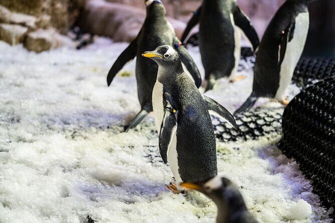Dubai Aquarium with Various Animal Encounter and Access Options - King croc encounter: the heavier, edgier option