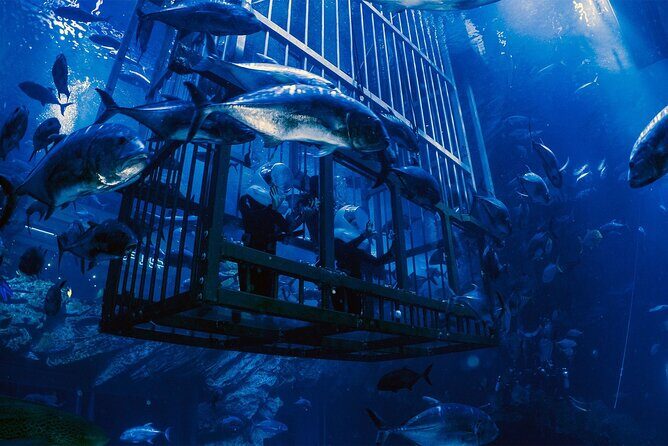 Dubai Aquarium with Various Animal Encounter and Access Options - Timing and crowds: how to make the most of your entry slot