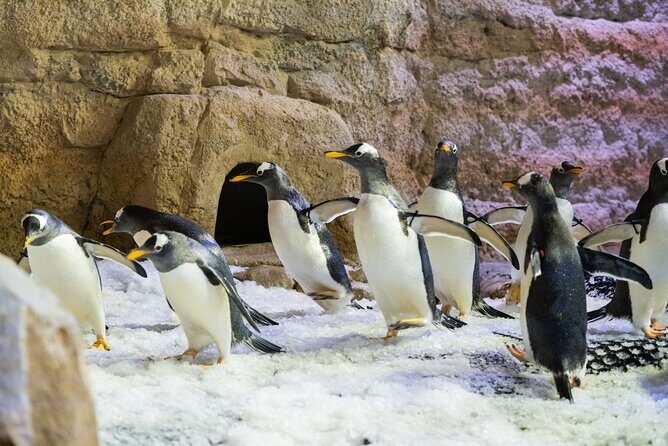 Dubai Aquarium with Various Animal Encounter and Access Options - The underwater tunnel: sharks, rays, and the 10-million-litre tank effect