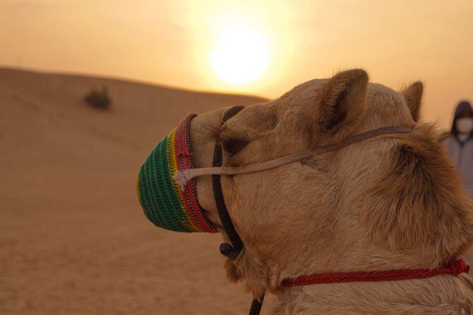 Dubai Buggy Tour in red sands and Desert Safari - Inside Lahbab: What the Dune Bash Time Usually Feels Like