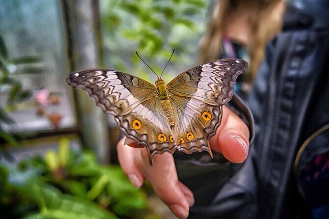 Dubai Butterfly Garden Admission Ticket - Inside the Butterfly Museum: pressed-butterfly art you can actually linger with