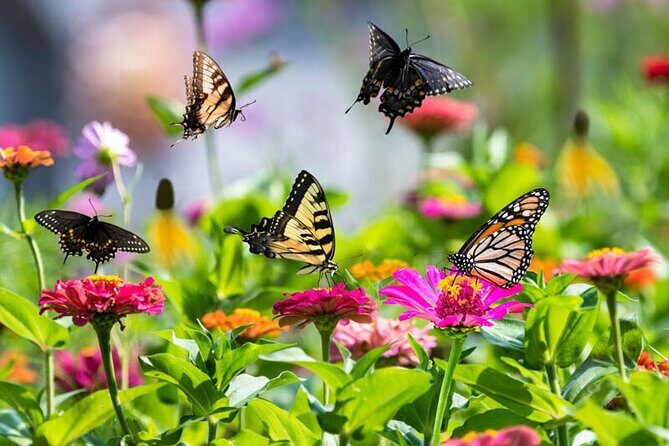 Dubai Butterfly Garden Admission Ticket - Price and value: is $16.75 a good deal?