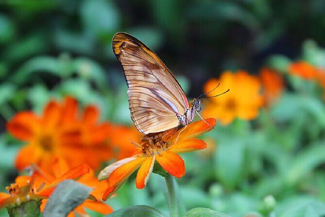 Dubai Butterfly Garden Admission Ticket - Timing your visit: when 9:00 AM–6:00 PM makes sense