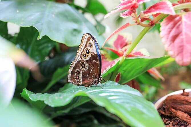 Dubai Butterfly Garden Admission Ticket - Getting there: near public transportation helps a lot